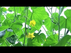 Automatische lichte kas 8-11m breedte Eco-vriendelijk