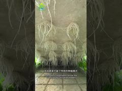 DWC bodemloos teeltsysteem