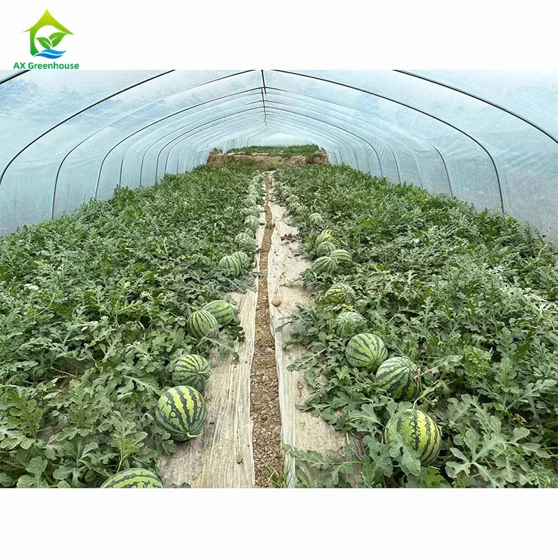 Hoge sterkte Gemakkelijk te installeren Poly Tunnel Kas Insectenpreventie Productie verhogen
