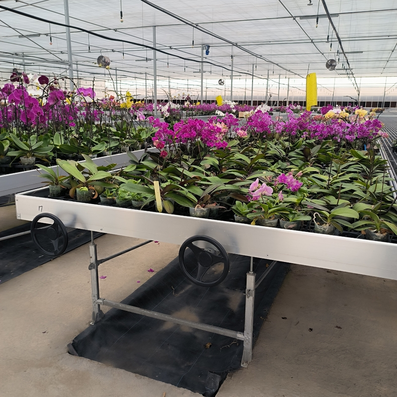 Ebb And Flood Hydroponische draagbare tafel rollende bank voor het kweken van planten in de kas