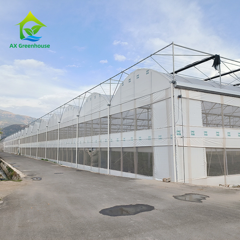 Multi Span Tropical Metal Frame Structure Tomato Poly Tunnel Kas voor groenten en fruit