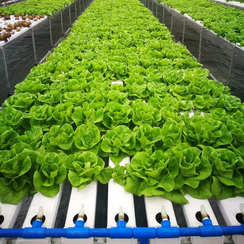 Groundless Indoor Farming Strawberry Growing PVC Tube For Hydroponics NFT Systeem te koop