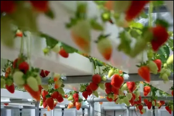 Groundless Indoor Farming Strawberry Growing PVC Tube For Hydroponics NFT Systeem te koop