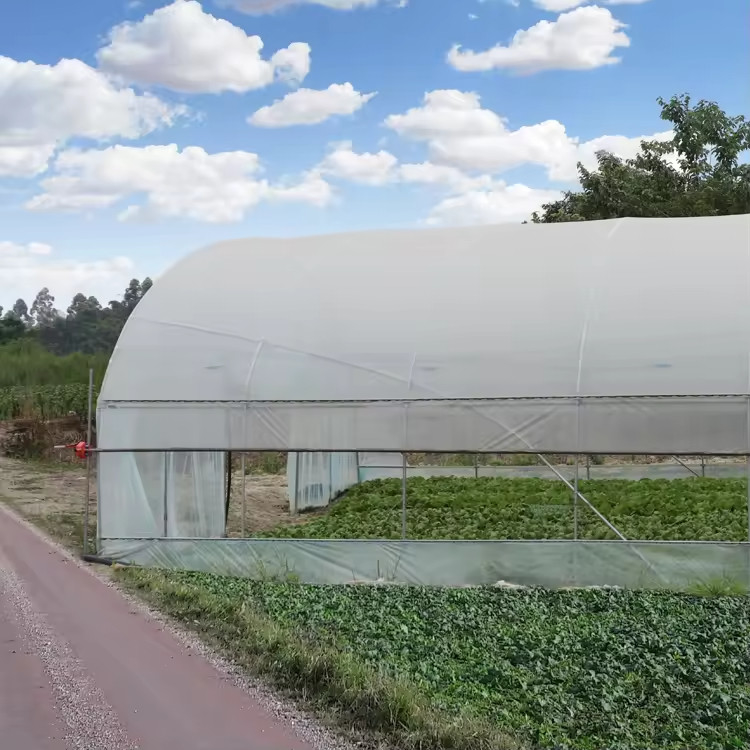 Goedkope plastic PE-film UV-bestendige enkelvoudige groente-fruitkast kastent