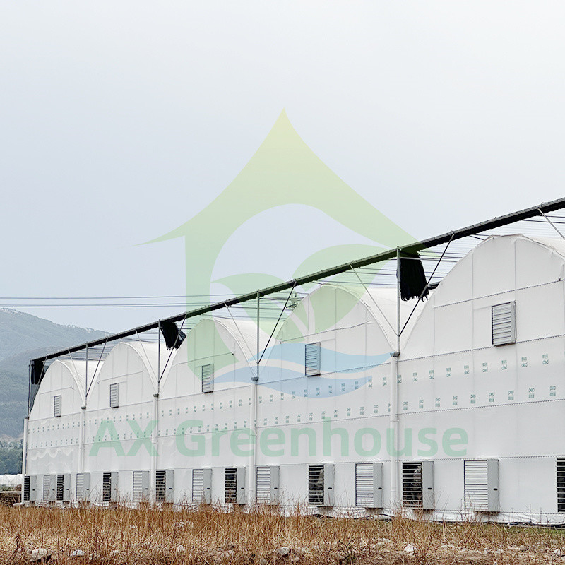 Warme verkoop op maat gemaakt poly tunnel multi-span UV-bestendige film kassen voor tomaten