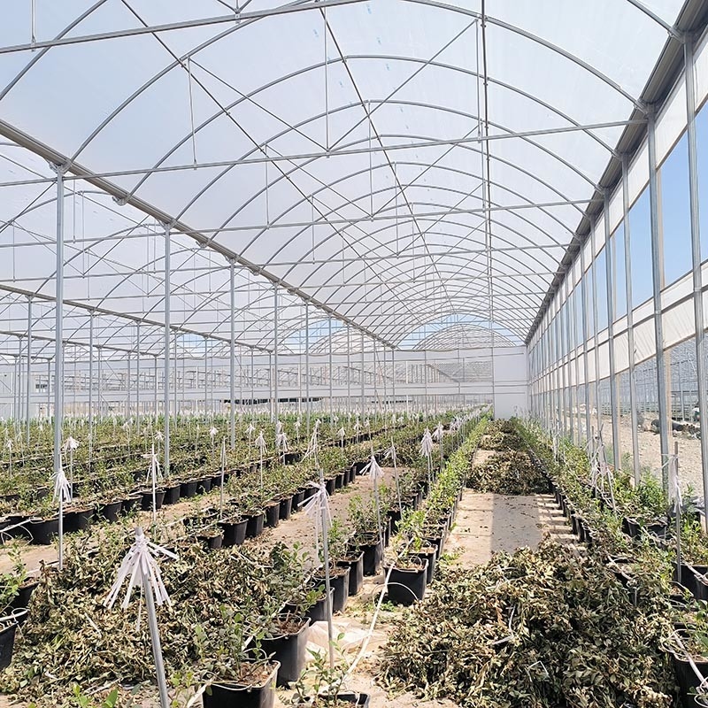 Staalstructuur Landbouw Poly Tunnel Zwarte schaduw Multi-span kas met optionele koelsysteem