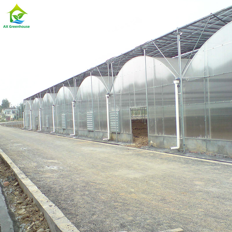 Stalen structuur UV-bestendige film Poly tunnel Multi-span groente kas voor tomaten