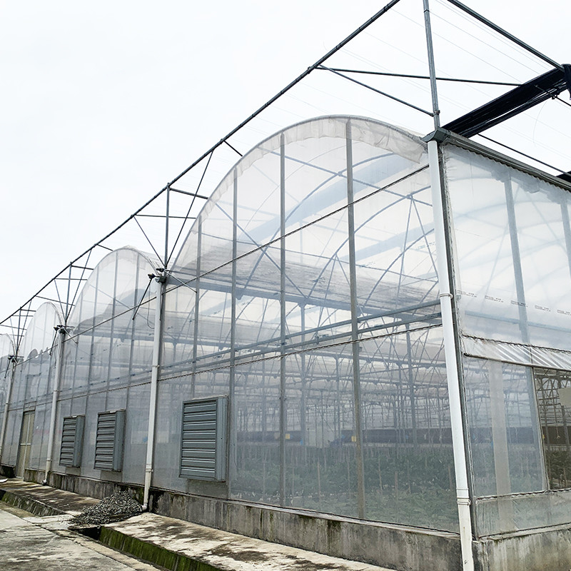Stalen structuur UV-bestendige film Poly tunnel Multi-span groente kas voor tomaten