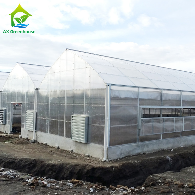 Plantenteelt Groentehuis met een enkele span polycarbonaat PC-plaat met een stabiele structuur en eenvoudige montage