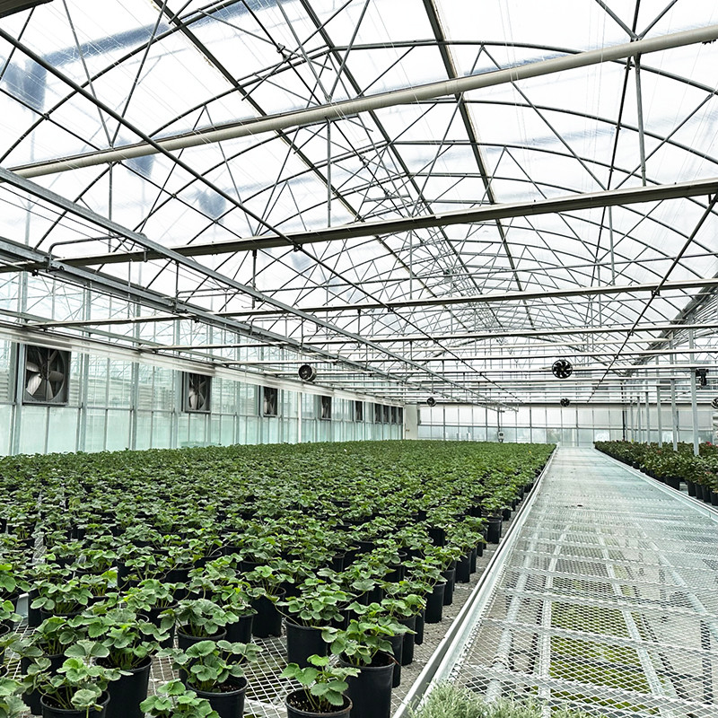Stalen structuur UV-bestendige film Poly tunnel Multi-span groente kas voor tomaten