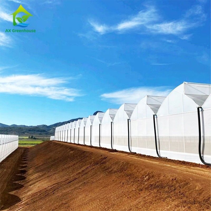 Plastic UV Film Poly Tunnel Landbouwschoentand Multi-span Custom kas te koop