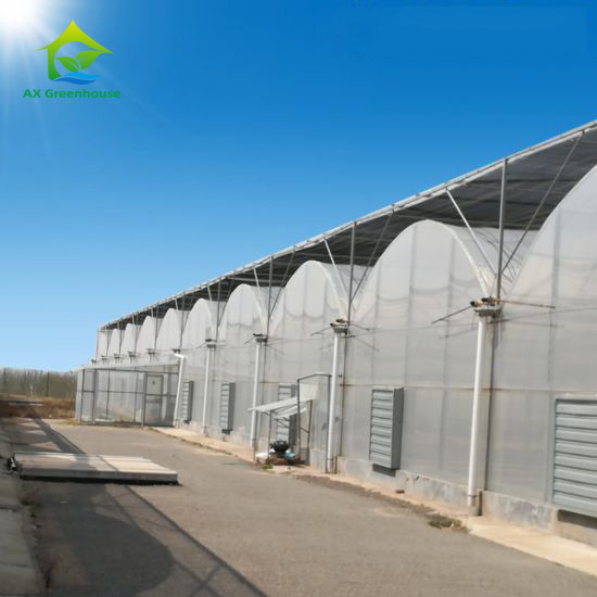 Stabiele structuur Windbestendige multi-span grote tunnel polyfilm hydroponische kas voor irrigatie