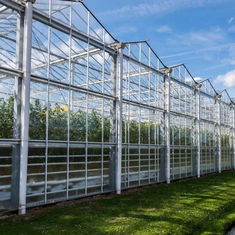 Warm gedompeld gegalvaniseerd staal multi-span Venlo gehard glas tomaten kas voor optimale groei conditie