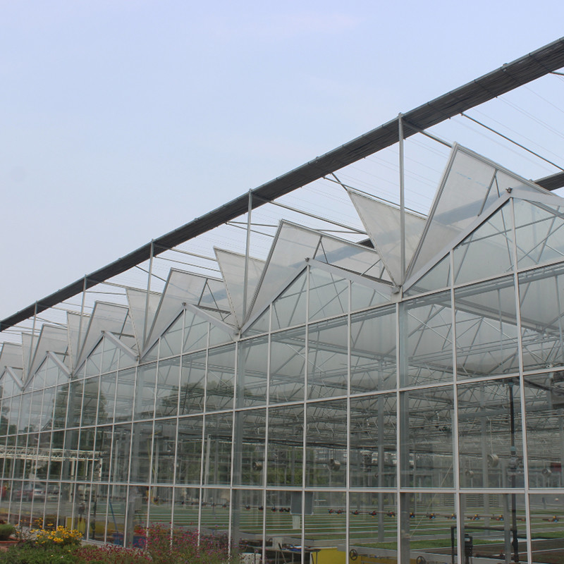 Warm gedompeld gegalvaniseerd staal multi-span Venlo gehard glas tomaten kas voor optimale groei conditie