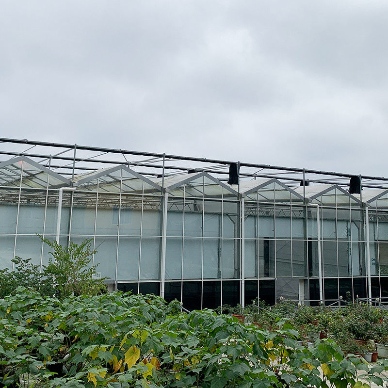 Warm gedompelde gegalvaniseerde staalstructuur Automatische ventilatie Landbouwglas Venlo Meervoudige tomatenzaadkas
