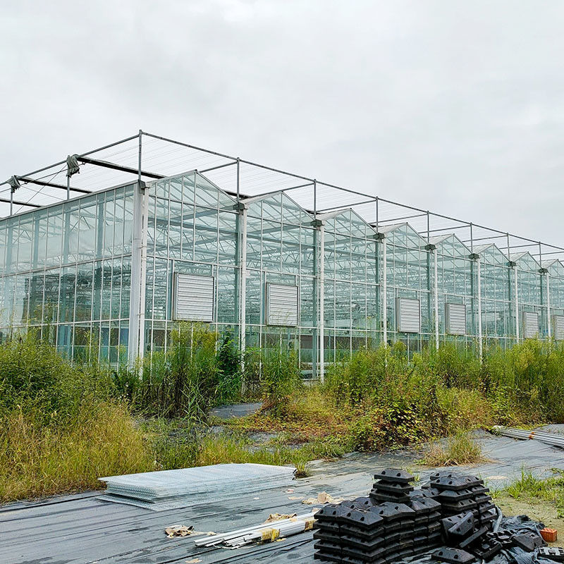 Warm gedompelde gegalvaniseerde staalstructuur Automatische ventilatie Landbouwglas Venlo Meervoudige tomatenzaadkas