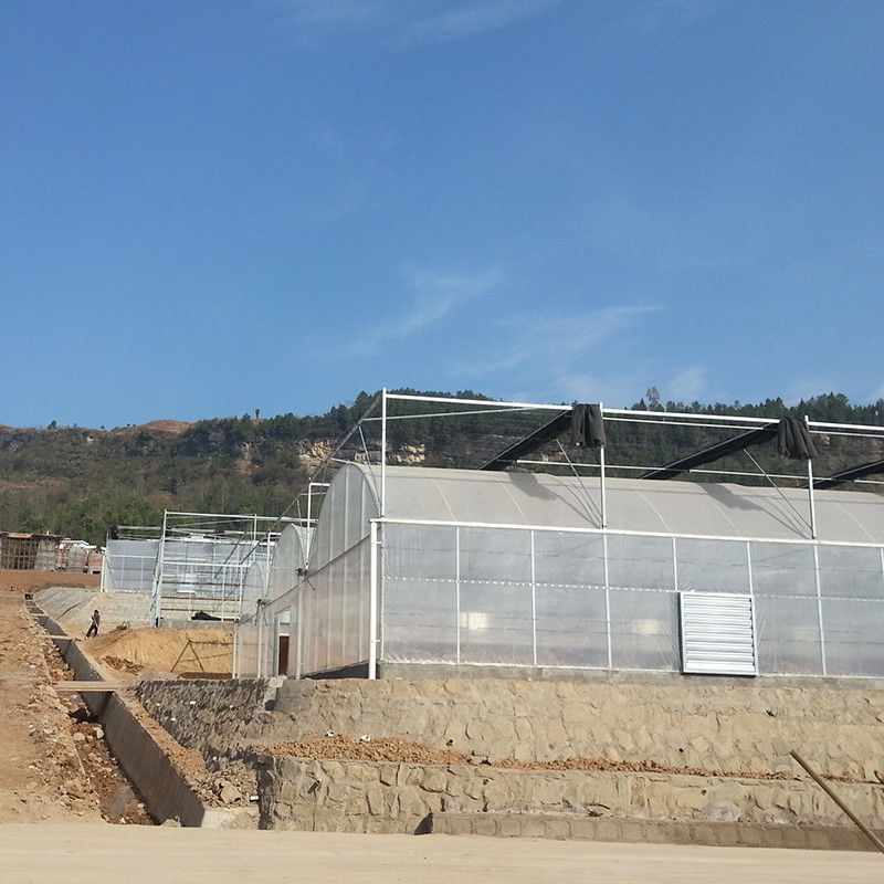 Betrouwbare poly tunnel kas anti roest staal frame Langdurige film voor tomaten