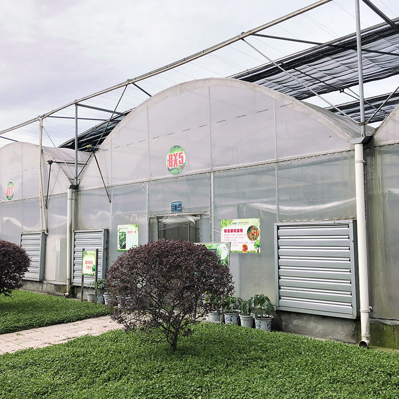 Staalstructuur Grote tunnel Op maat gemaakt Multi-span Plastic Blueberry Growing Greenhouses voor een stabiele structuur