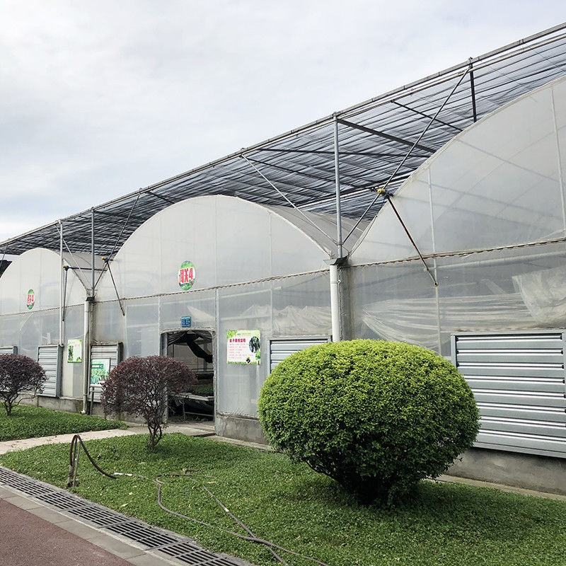 Staalstructuur Grote tunnel Op maat gemaakt Multi-span Plastic Blueberry Growing Greenhouses voor een stabiele structuur