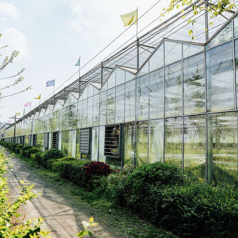 Landbouw Venlo Type Glazen Kas Nederlandse Techniek Gegalvaniseerd Frame voor Hydrocultuur