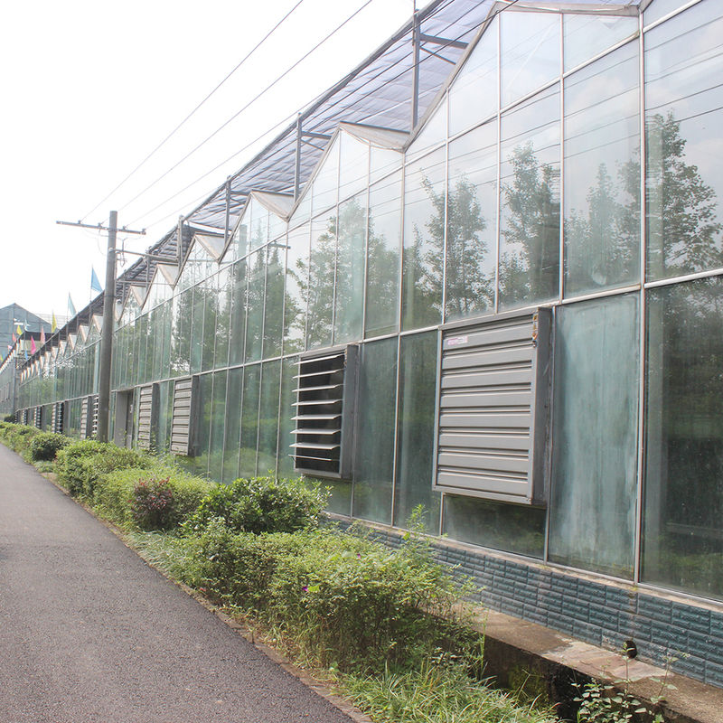 Landbouw Venlo Type Glazen Kas Nederlandse Techniek Gegalvaniseerd Frame voor Hydrocultuur