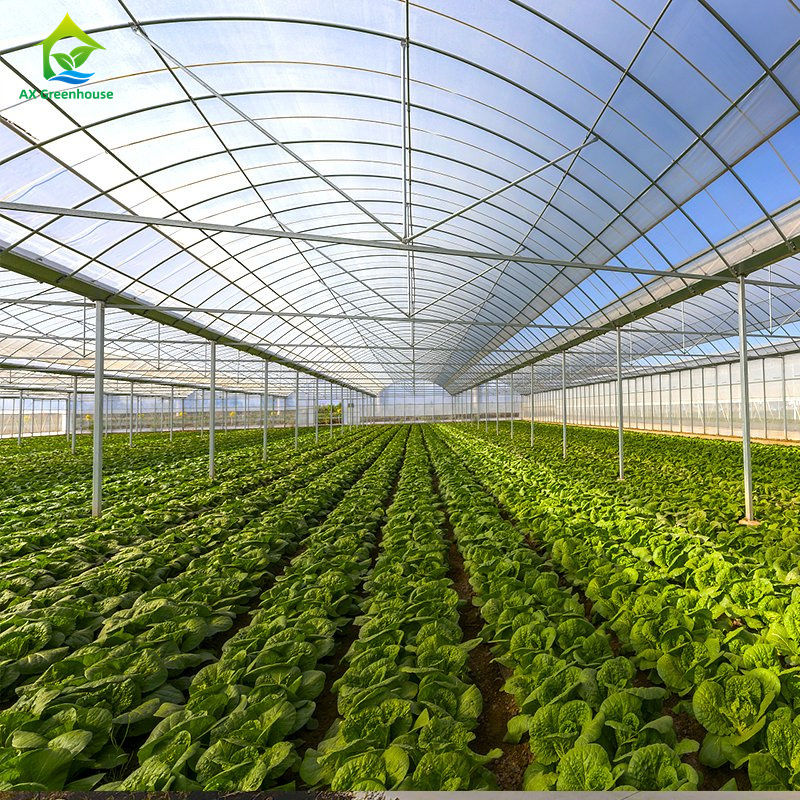 Grote meer-span filmkas voor het telen van bladgroenten, tomaten, komkommers, paprika's, aubergines, aardbeien, watermeloenen