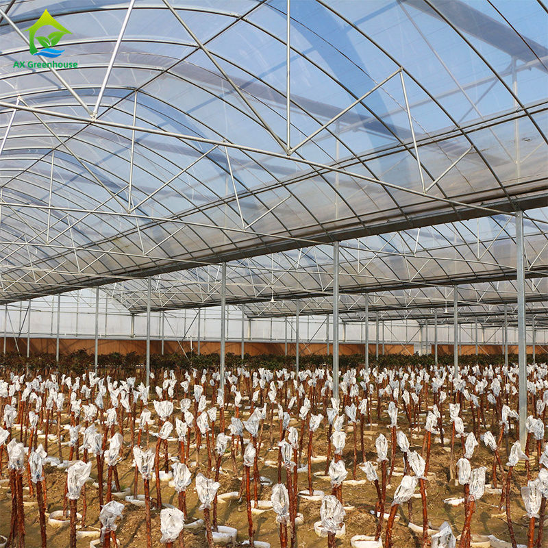 Grote meer-span filmkas voor het telen van bladgroenten, tomaten, komkommers, paprika's, aubergines, aardbeien, watermeloenen
